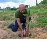 Projeto de arborização urbana da Semab expande a plantação de ipês-amarelos na margem da PA-437
